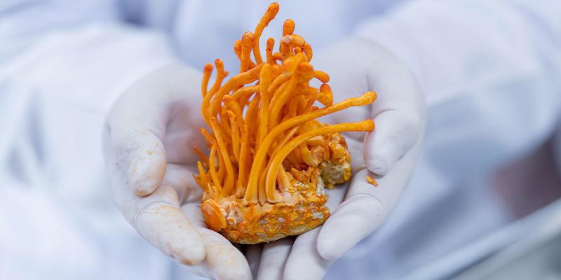 Fresh Cordyceps militaris held by a cultivation worker